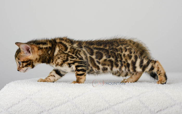 Bengal kitten for sale